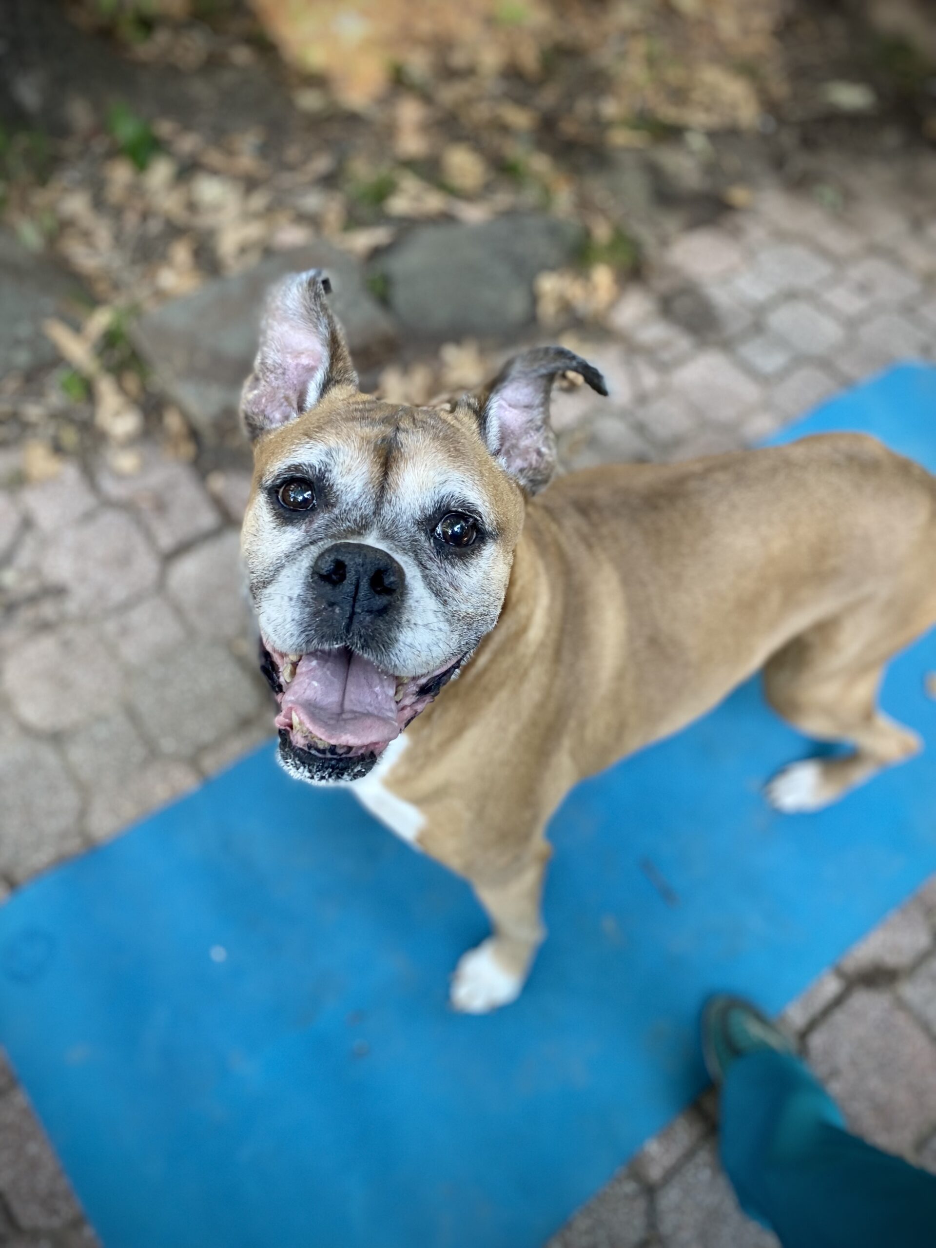 dog animal physcial therapy 0