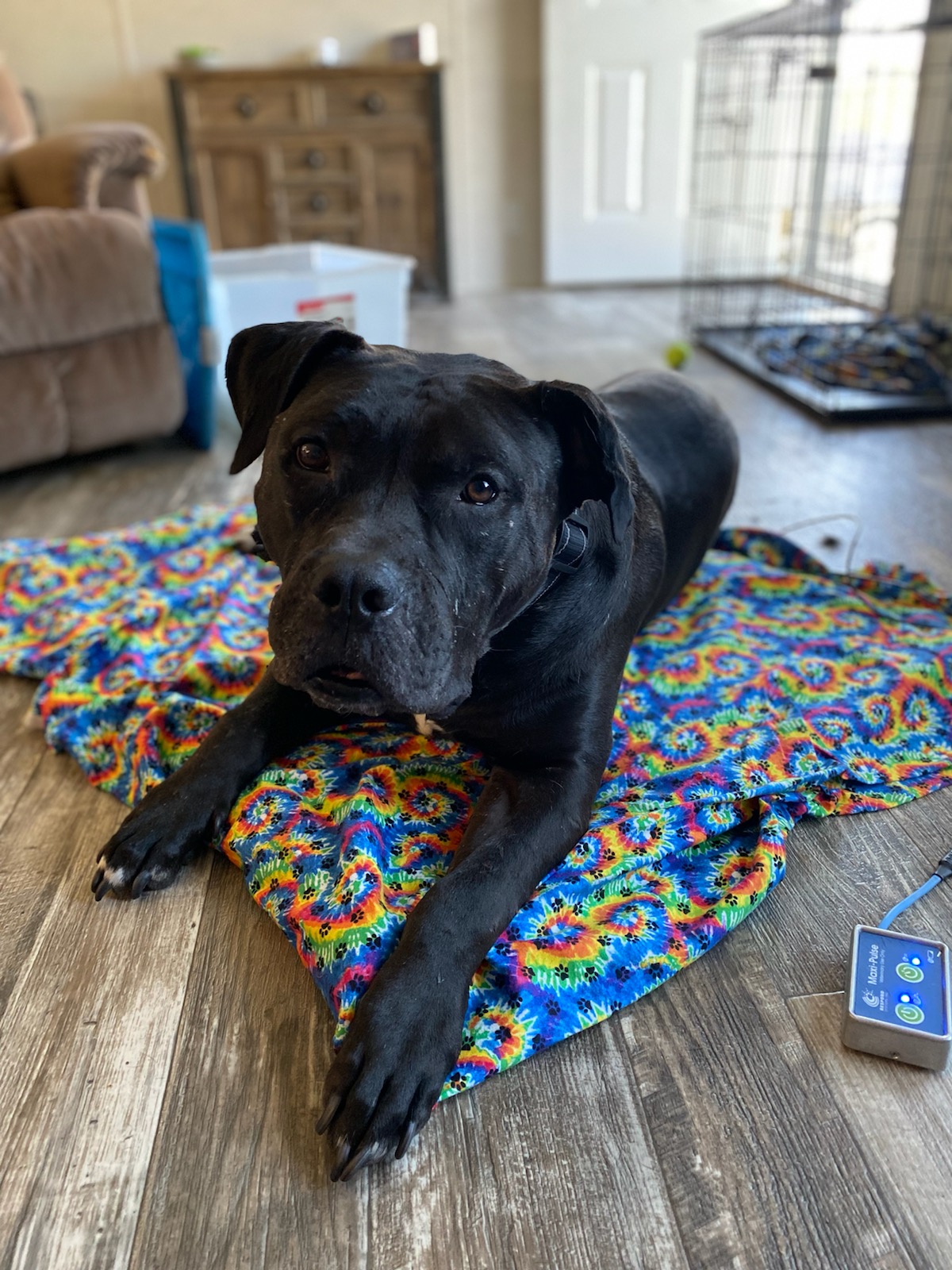 dog-canine-rehabilitation-therapy