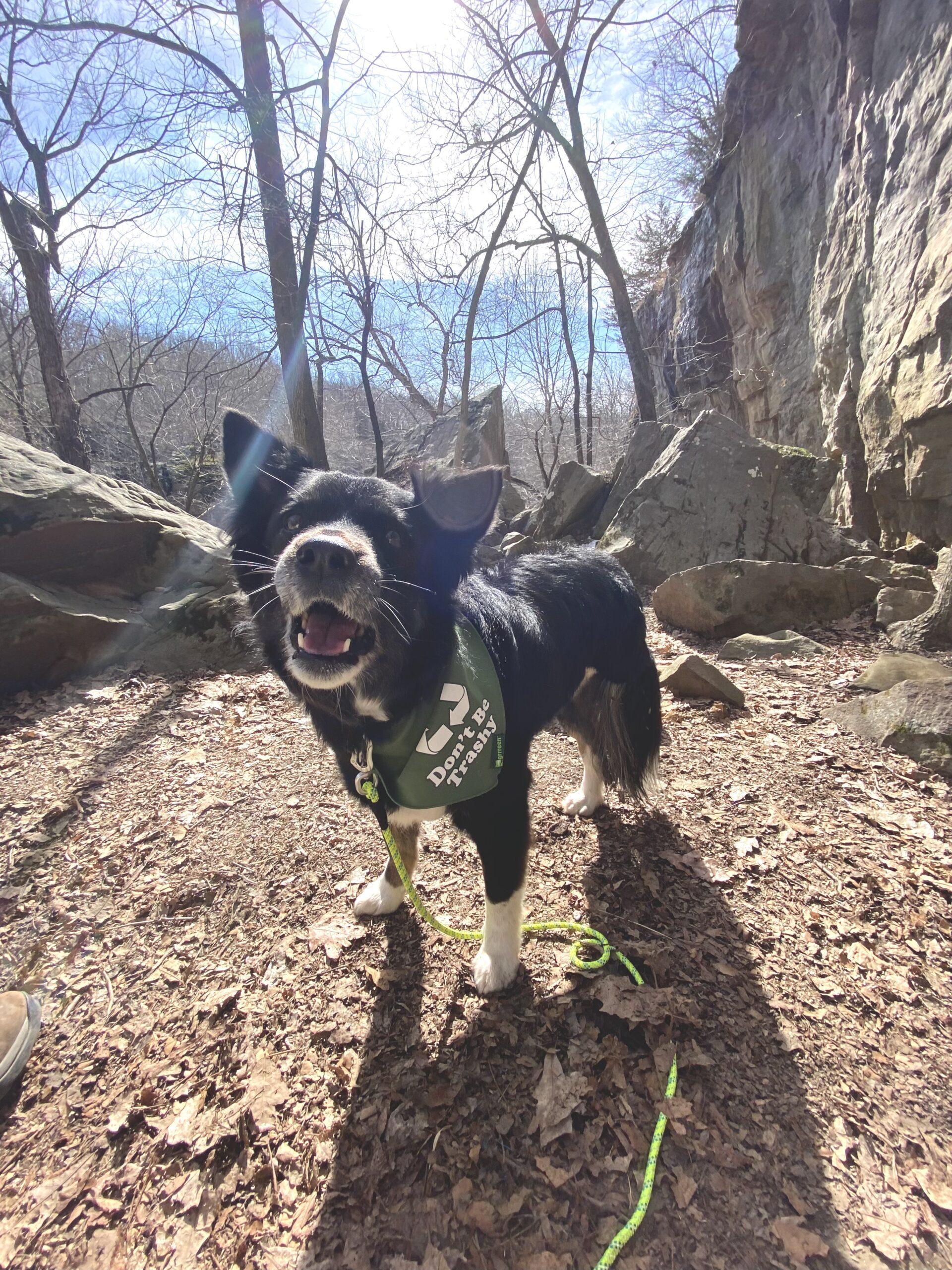 kalina tripod adventure dog