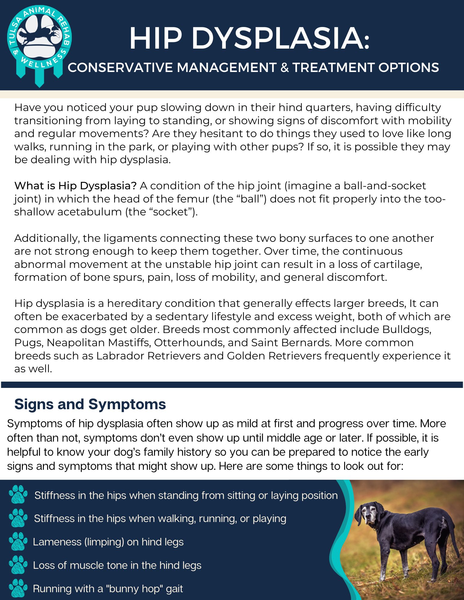 Free eBook: Hip Dysplasia