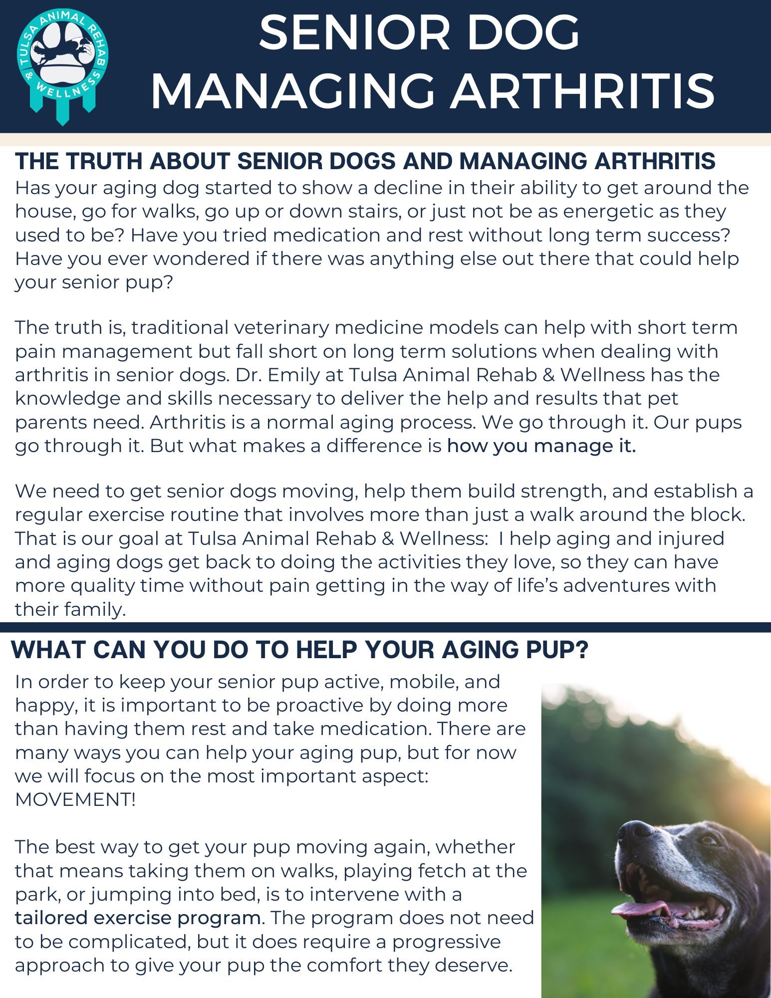 Free eBook: Senior Dog Managing Arthritis